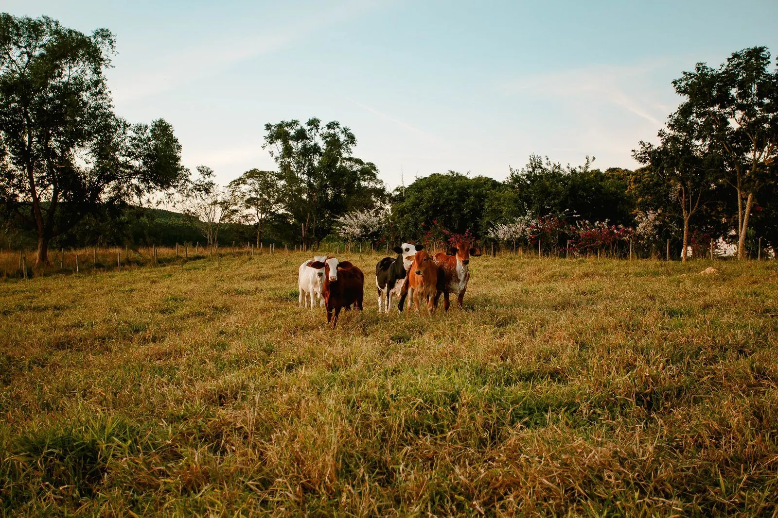 Cattle grazing on a rural Maitland property